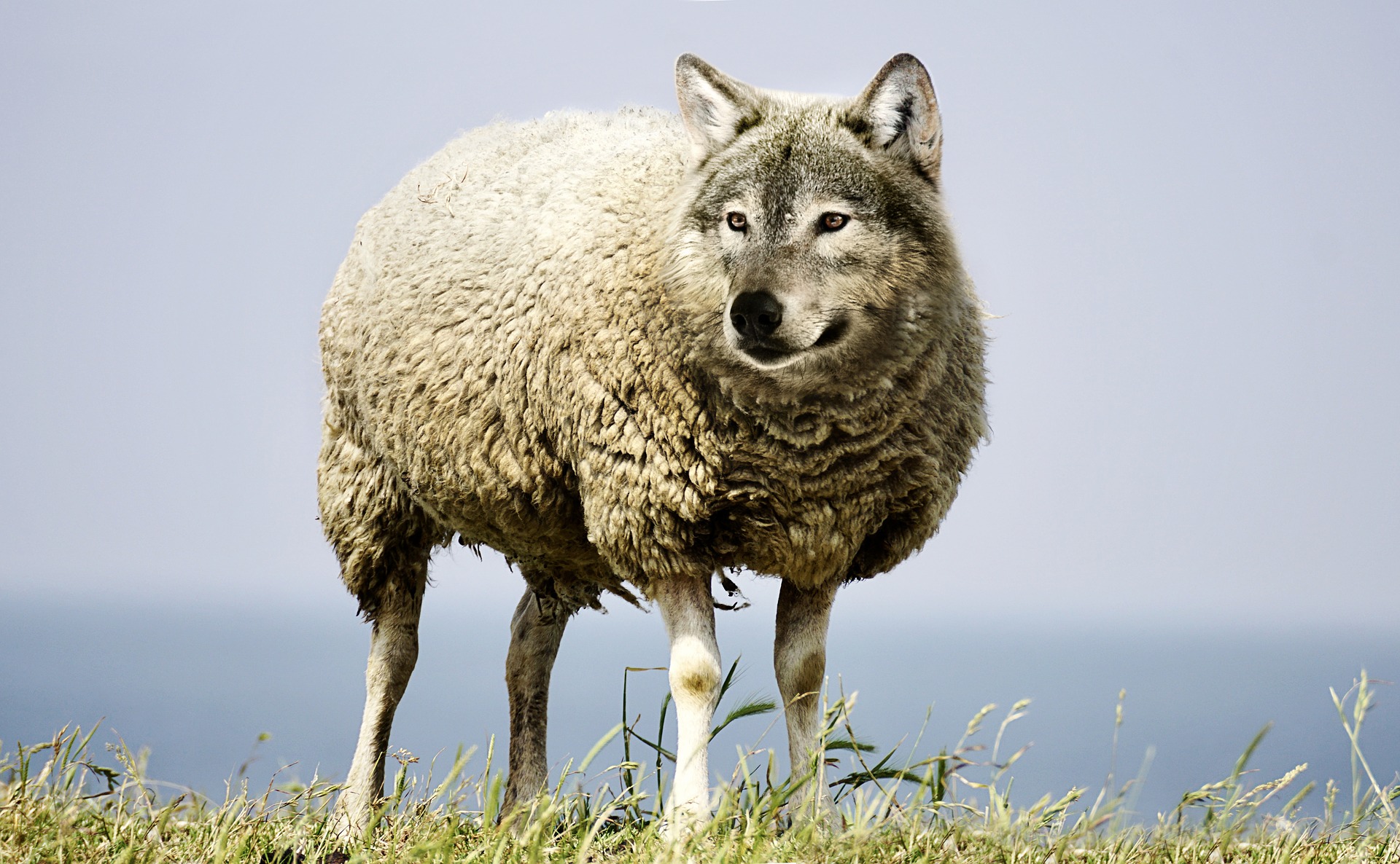 wolf-in-sheeps-clothing-g2e7ae450e_1920